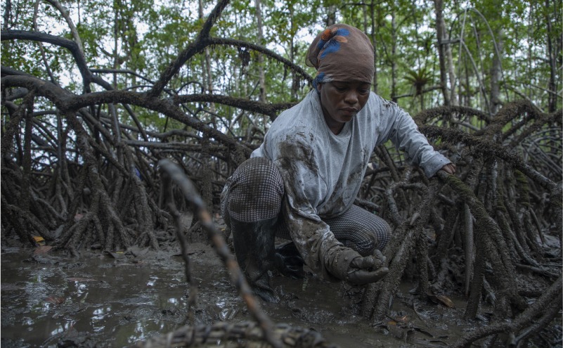 Monitoreo participativo de Piangüa - Raices Piangüeras