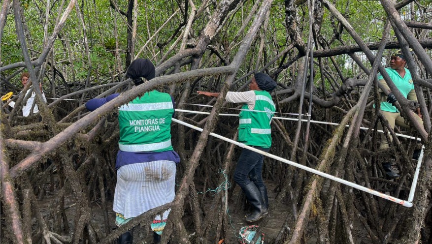 Participatory Piangüa Monitoring - Raices Piangüeras
