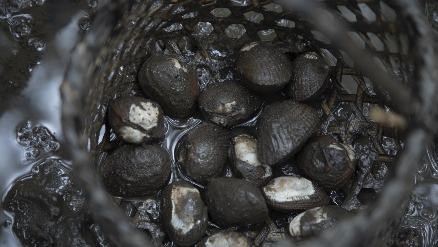 Participatory Piangüa Monitoring - Raices Piangüeras