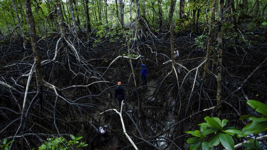 Monitoreo participativo de Piangüa - Raices Piangüeras