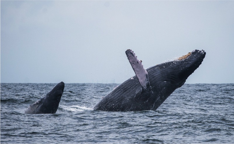conservación de las ballenas jorobadas en Colombia