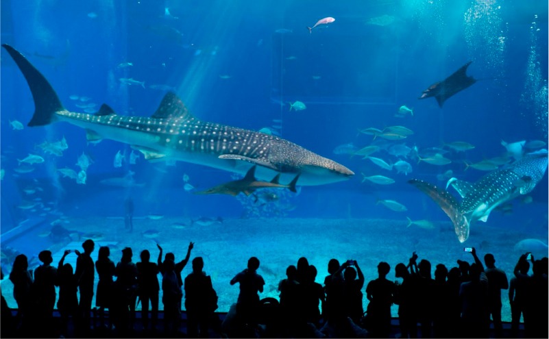 Conservación Marina en la Naturaleza y en Cautiverio